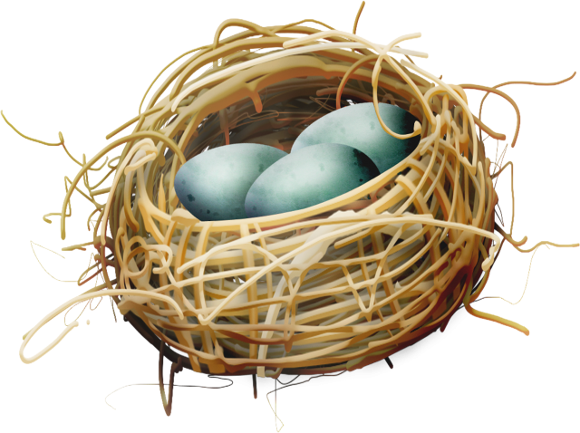 nest with eggs