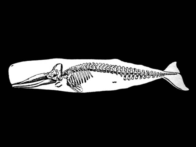 Whale skeleton