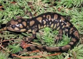 Salamander