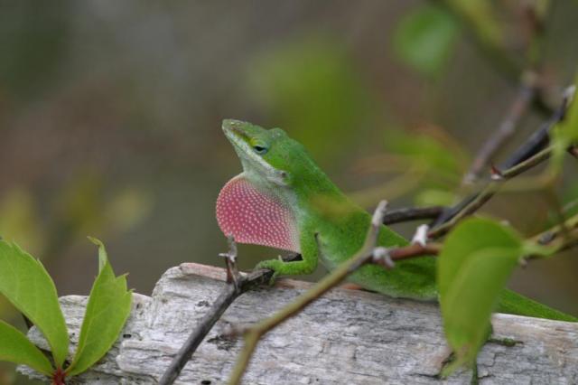 anole