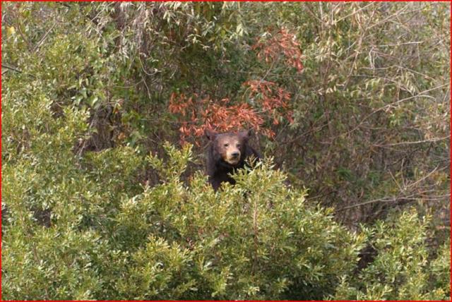 bear