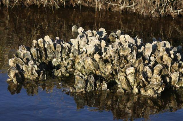 oysters in the ocean