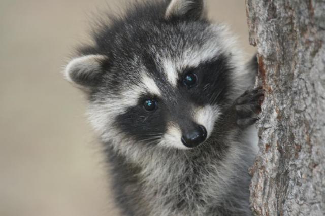 raccoon