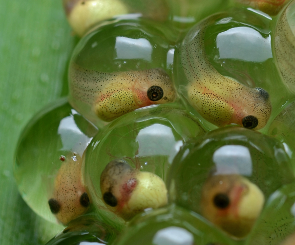 frog eggs